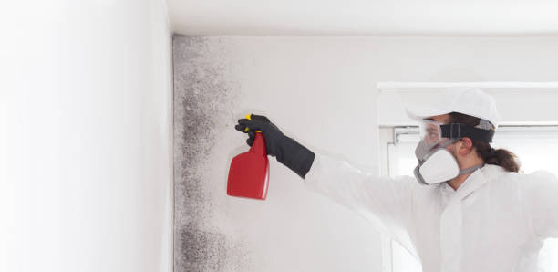 Best Fast Mold Removal  in Munford, AL