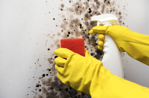 Best Mold Remediation  in Munford, AL